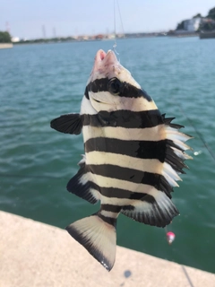 サンバソウの釣果