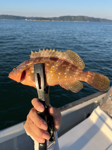 アコウの釣果