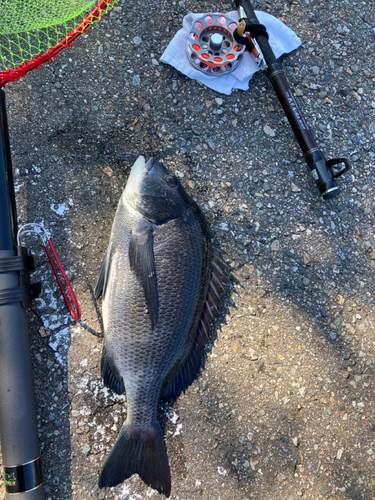 クロダイの釣果