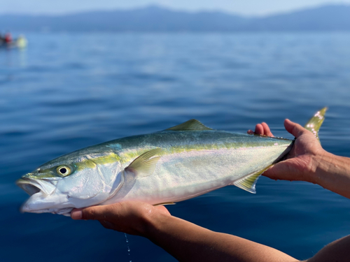 ワラサの釣果