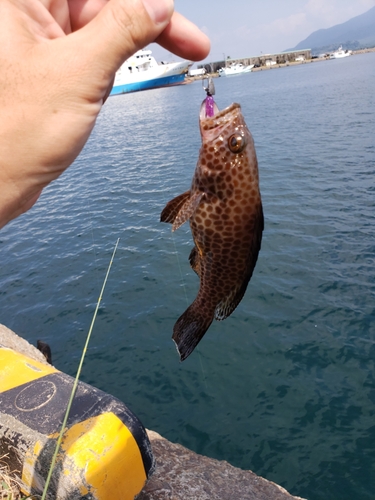 オオモンハタの釣果