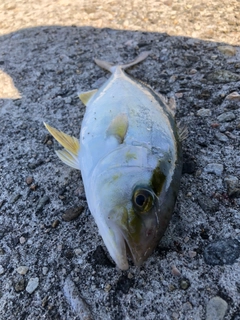 カンパチの釣果