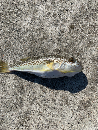 フグの釣果