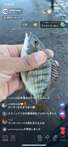 チヌの釣果