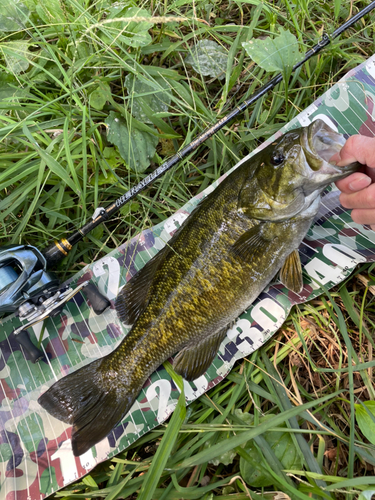 スモールマウスバスの釣果