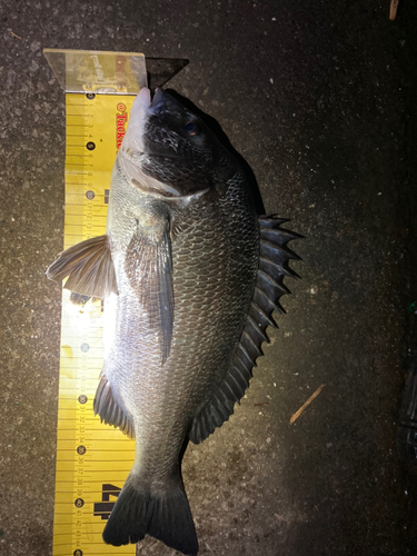 クロダイの釣果