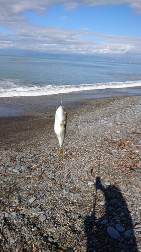 クサフグの釣果