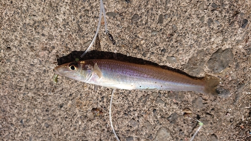 シロギスの釣果