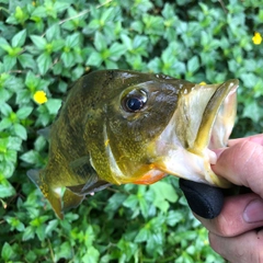 ピーコックバスの釣果