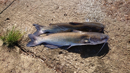 アメリカナマズの釣果