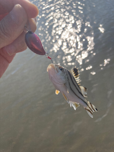 マハゼの釣果