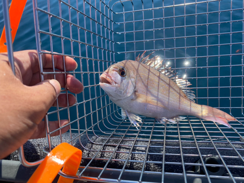 マダイの釣果