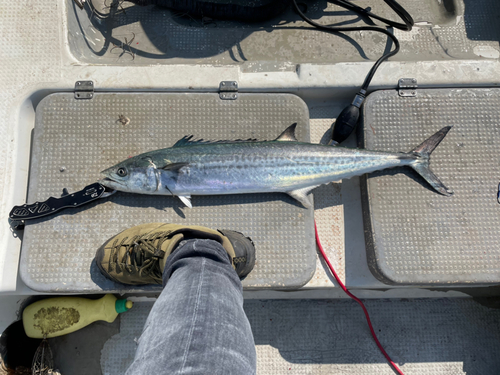 サゴシの釣果