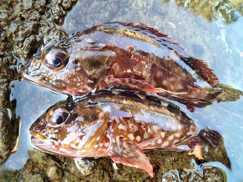 カサゴの釣果