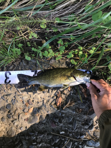 スモールマウスバスの釣果