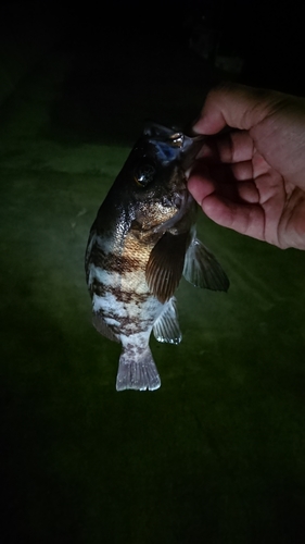 シロメバルの釣果