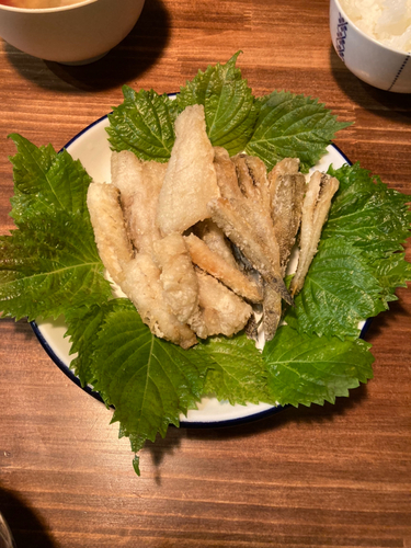 マハゼの釣果