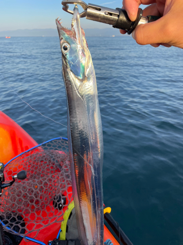 タチウオの釣果