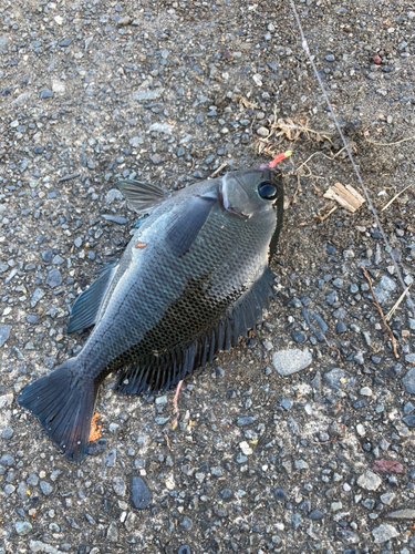 グレの釣果