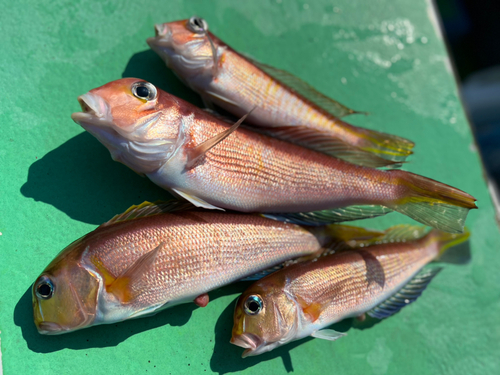 アマダイの釣果