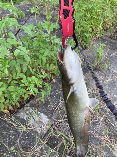 ニホンナマズの釣果