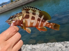 アカハタの釣果