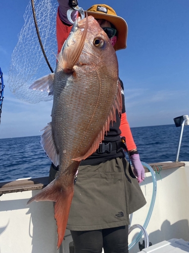 マダイの釣果