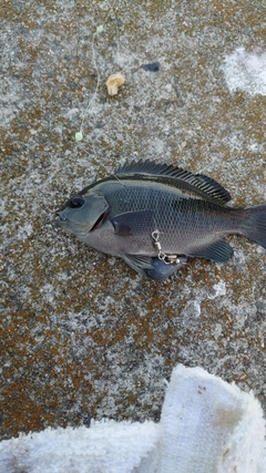 グレの釣果