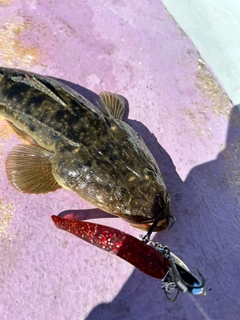 マゴチの釣果