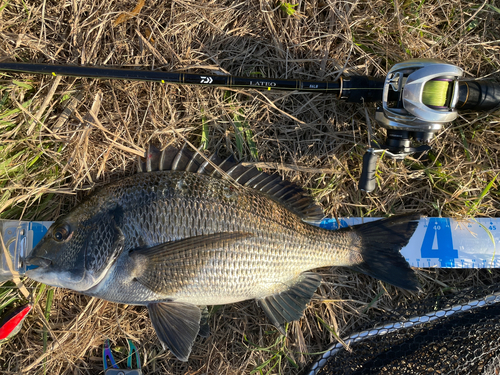 クロダイの釣果