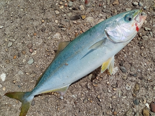 コゾクラの釣果