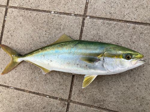 ツバイソの釣果