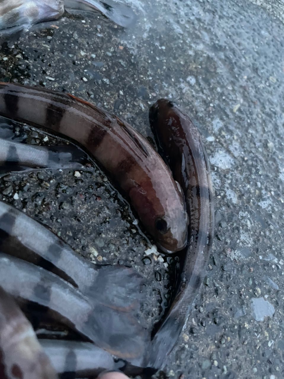 リュウグウハゼ