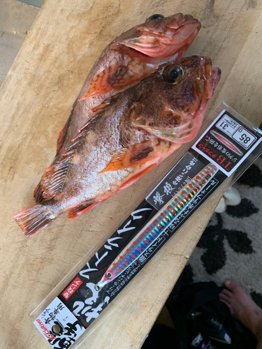 カサゴの釣果