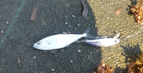 イケカツオの釣果