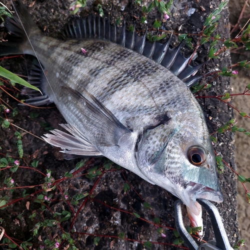 チヌの釣果