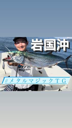 サワラの釣果