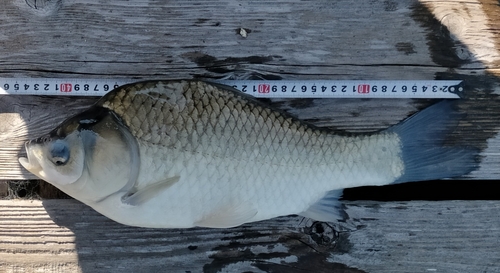 ヘラブナの釣果