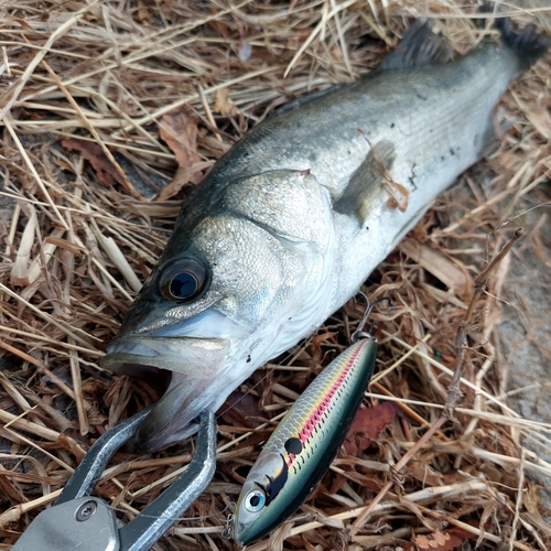 スズキの釣果