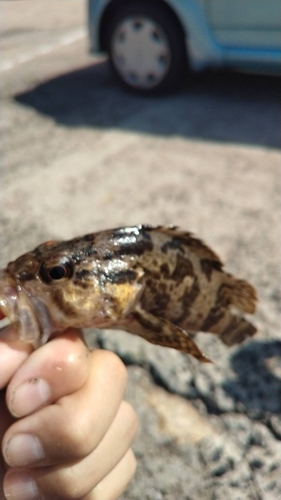 タケノコメバルの釣果