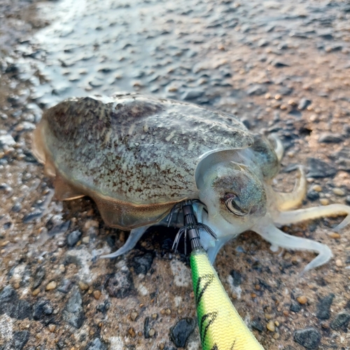 コウイカの釣果