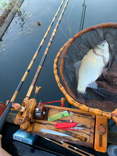 ヘラブナの釣果