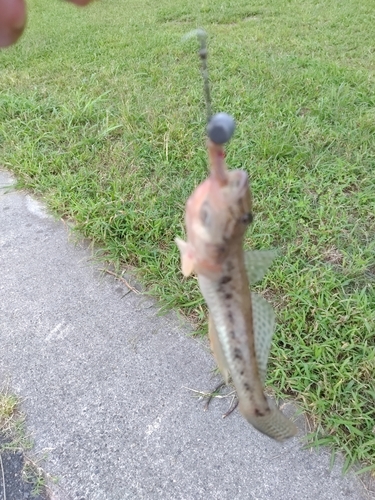 ハゼの釣果