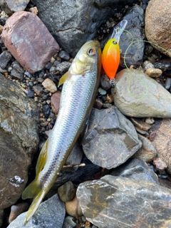 カワムツの釣果