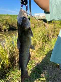 アメリカナマズの釣果