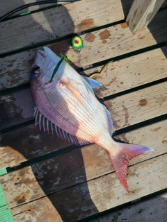 マダイの釣果