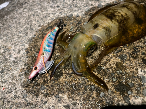 アオリイカの釣果