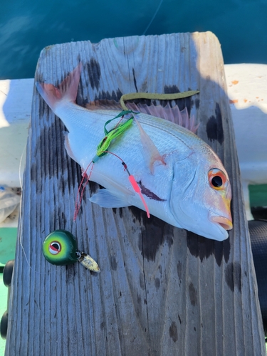 レンコダイの釣果