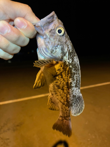 クロソイの釣果