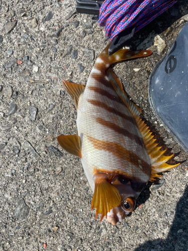 タカノハダイの釣果